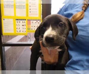 Mutt Dogs for adoption in Tulsa, OK, USA