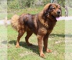 Small #1 Tibetan Mastiff Mix