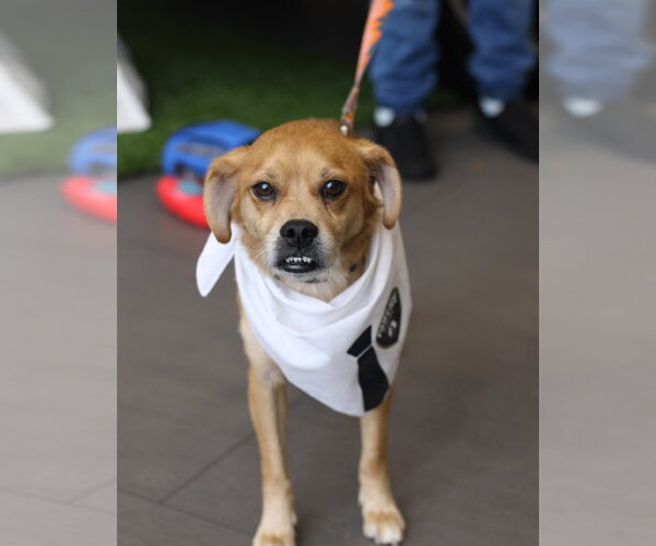 Medium Photo #2 Puggle Puppy For Sale in Oakhurst, NJ, USA
