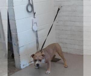 Mutt Dogs for adoption in San Bernardino, CA, USA