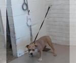 Small Mutt