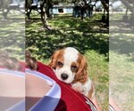 Small #2 Cavalier King Charles Spaniel