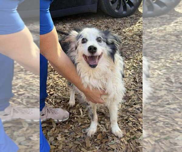 Medium Photo #7 Australian Shepherd-Unknown Mix Puppy For Sale in New York, NY, USA