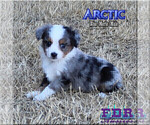 Small #2 Miniature Australian Shepherd