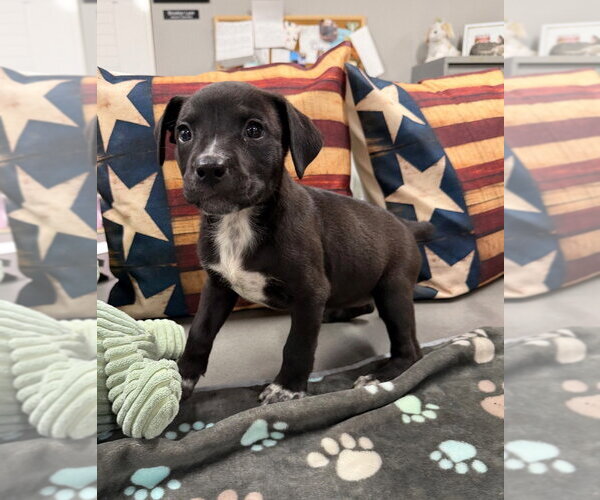 Medium Photo #2 American Staffordshire Terrier-Unknown Mix Puppy For Sale in Pierceton , IN, USA