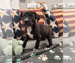 Small #1 American Staffordshire Terrier Mix