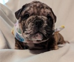 Small #8 Bulldog