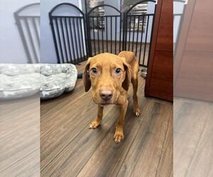 Unknown-Vizsla Mix Dogs for adoption in Hilton Head, SC, USA