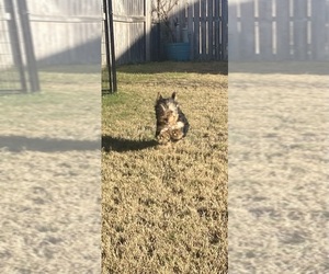 Yorkshire Terrier Puppy for sale in TEMPLE, TX, USA