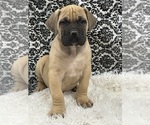 Small #1 Boerboel