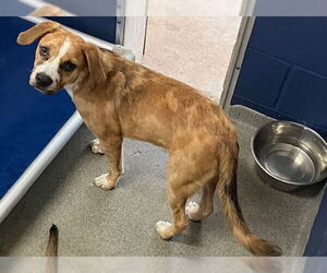 Mutt Dogs for adoption in Sterling, MA, USA