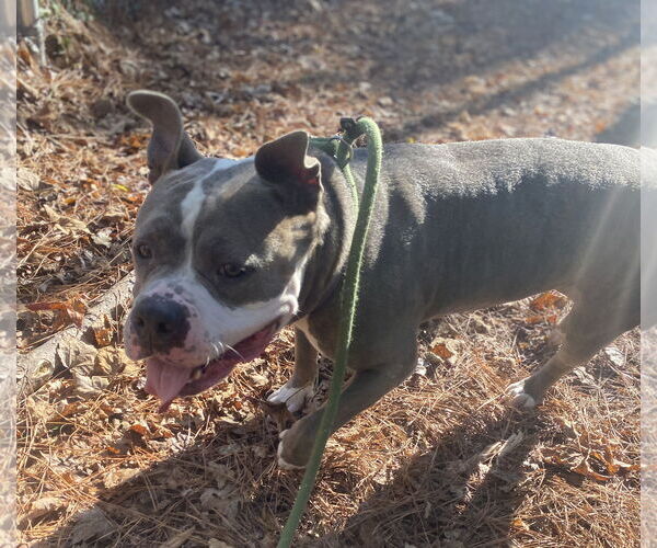 Medium Photo #5 American Bulldog-Unknown Mix Puppy For Sale in Virginia Beach, VA, USA
