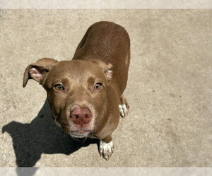Mutt Dogs for adoption in Tulsa, OK, USA