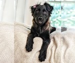 Small #5 Australian Shepherd-German Shepherd Dog Mix