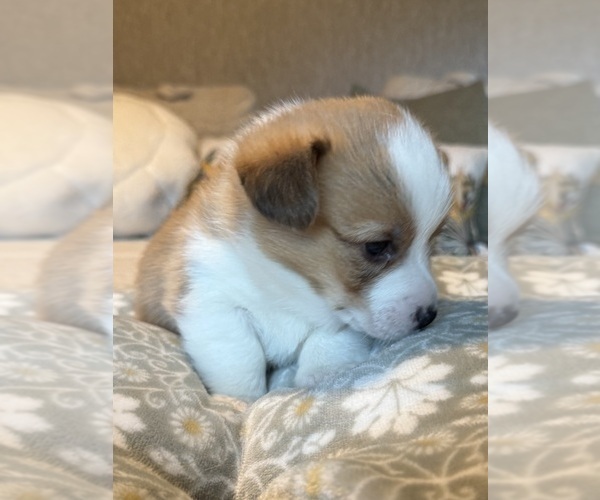 Medium Photo #22 Pembroke Welsh Corgi Puppy For Sale in GRAND RAPIDS, MI, USA
