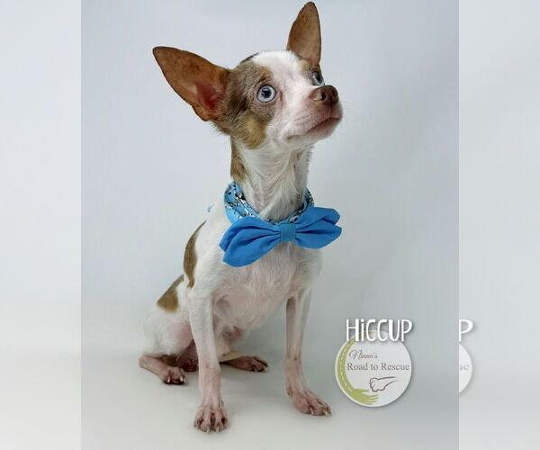 Medium Photo #3 Chihuahua Puppy For Sale in Benton, LA, USA
