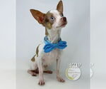 Small #2 Chihuahua