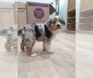 Medium Australian Shepherd