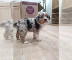 Puppy 1 Australian Shepherd