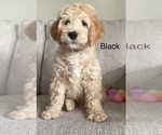 Puppy Black Labradoodle