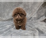 Small #3 Shih Tzu