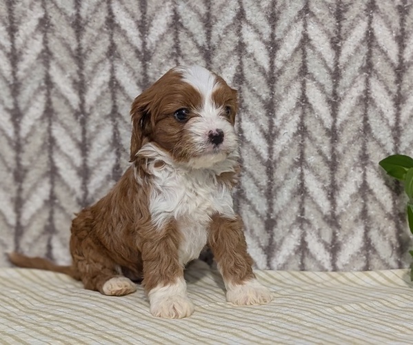 Medium Photo #28 Cavapoo (Miniature) Puppy For Sale in GOSHEN, IN, USA