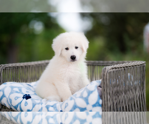 Medium Photo #3 Maremma Sheepdog Puppy For Sale in CONWAY, MO, USA