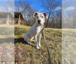 Small #12 Boxer Mix