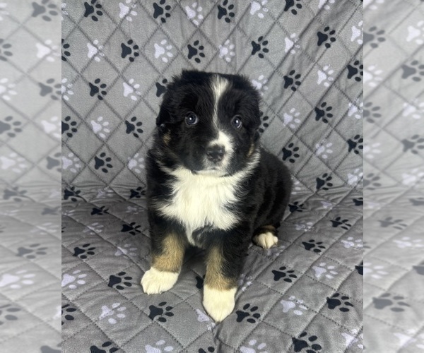 Medium Photo #27 Australian Shepherd Puppy For Sale in SALISBURY, NC, USA