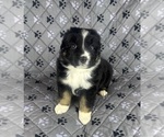 Small Photo #27 Australian Shepherd Puppy For Sale in SALISBURY, NC, USA