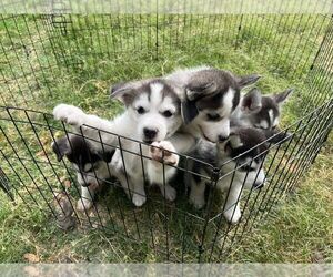 Siberian Husky Puppy for sale in BROWNSVILLE, TX, USA