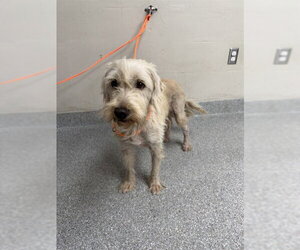 Mutt Dogs for adoption in Pasadena, TX, USA