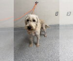 OSCAR - Male Mutt Dog for Adoption - Small photo