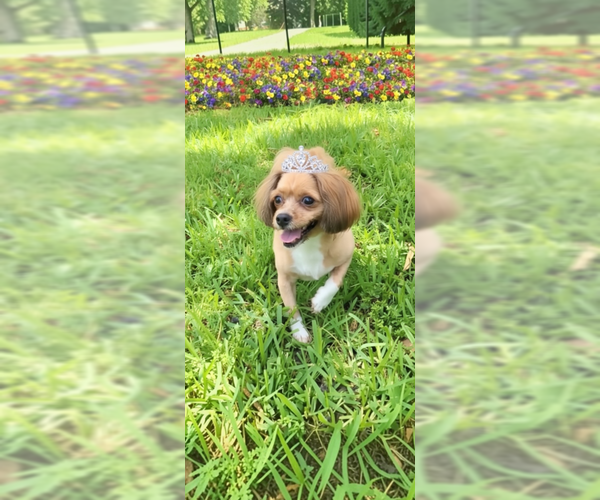 Medium Photo #4 Shih Tzu-Unknown Mix Puppy For Sale in Weston, FL, USA