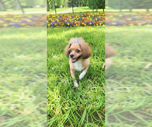 Diamond - Female Shih Tzu-Unknown Mix Dog for Adoption - Photo #4