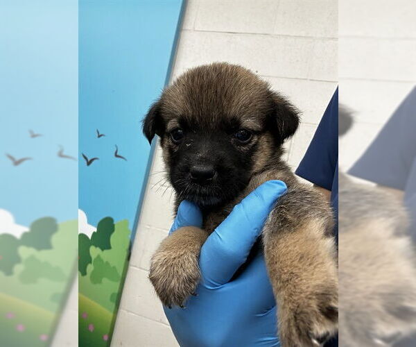 Medium Photo #1 Mutt Puppy For Sale in Waco, TX, USA