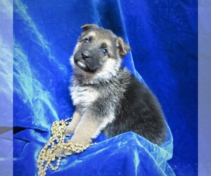German Shepherd Dog Puppy for sale in HARTVILLE, MO, USA