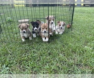 Pembroke Welsh Corgi Litter for sale in WEDGEFIELD, SC, USA
