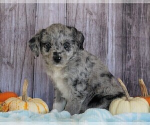 Border-Aussie-Poodle (Standard) Mix Puppy for sale in FREDERICKSBG, OH, USA