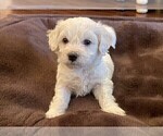 Small Photo #4 Bichon Frise Puppy For Sale in FORT WORTH, TX, USA