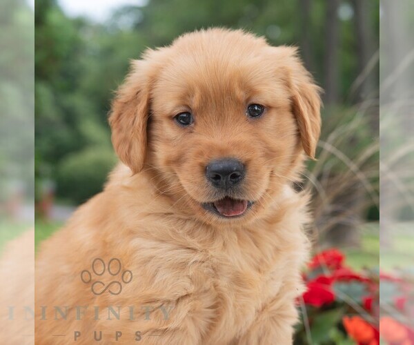 Medium Photo #4 Golden Retriever Puppy For Sale in NEWPORT, PA, USA