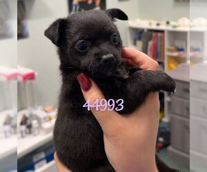 Chihuahua-Unknown Mix Dogs for adoption in Chico, CA, USA