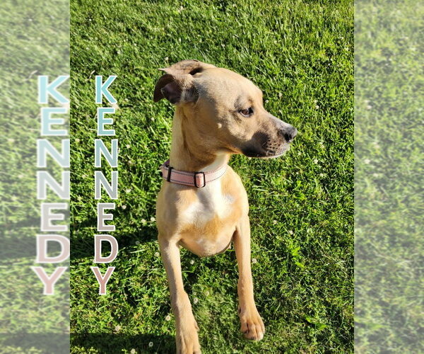 Medium Photo #4 Mutt Puppy For Sale in Port Clinton, OH, USA