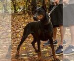 Small Photo #1 Doberman Pinscher Puppy For Sale in FORT LAUDERDALE, FL, USA