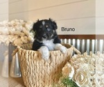 Small #3 Miniature American Shepherd