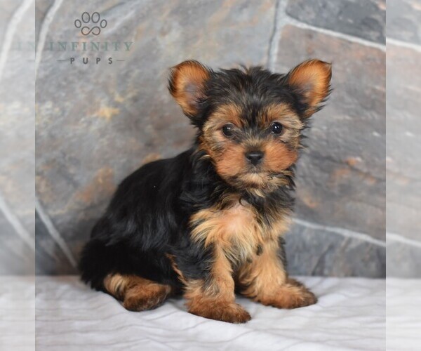 Medium Photo #1 Yorkshire Terrier Puppy For Sale in MILL HALL, PA, USA