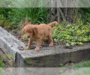 Medium Golden Retriever
