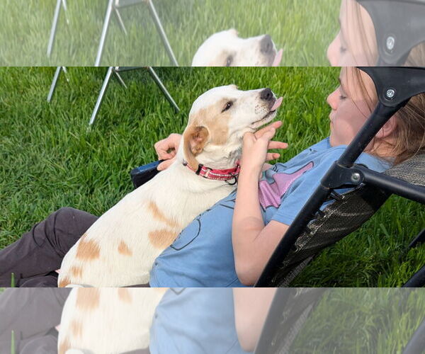 Medium Photo #7 Labrador Retriever-Unknown Mix Puppy For Sale in Doylestown, PA, USA