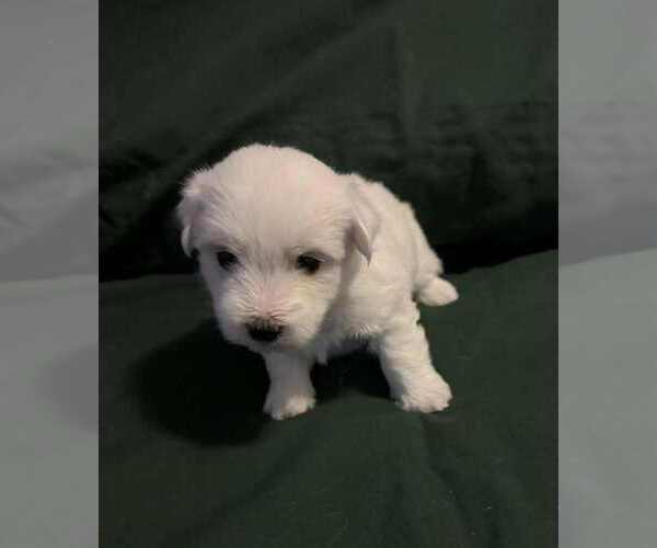 Medium Photo #2 Coton de Tulear Puppy For Sale in TIMBER, OR, USA