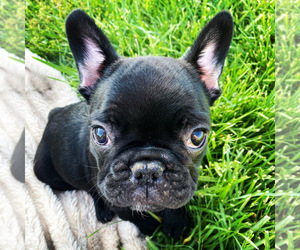 French Bulldog Puppy for sale in WARTRACE, TN, USA